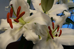 WA LAM HOLISTIC HEALTH INSTITUTE
