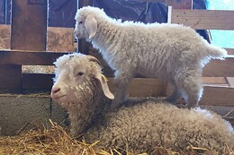 Mohair de l'Erdre
