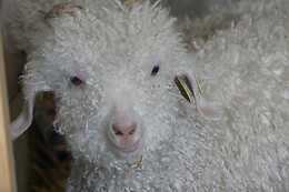 Mohair de l'Erdre
