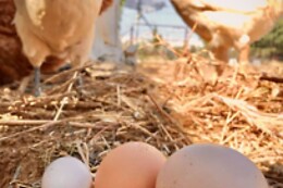 GLOBAL TRIBE BIODYNAMIC ECOVILLAGE