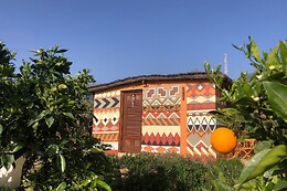 AFRIKAN KRISANT TENERIFE