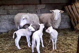 Terroir de familles
