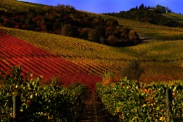 Agriturismo La Ginestrella