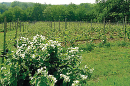 Agriturismo Tre Tigli