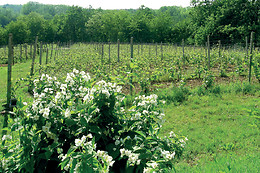 Agriturismo Tre Tigli