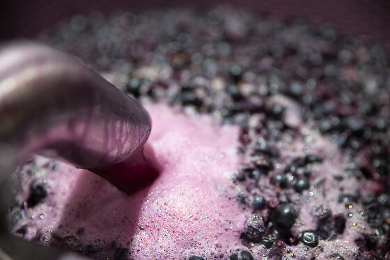 BODEGAS VIYUELA - photo 3