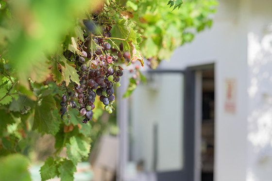 Clos Sorian - photo 11