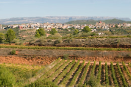CELLER MASROIG