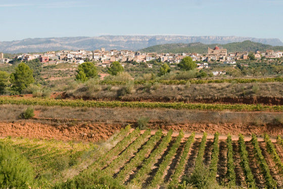 CELLER MASROIG - photo 3