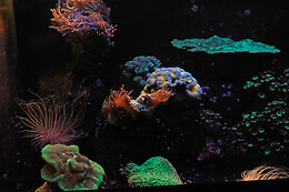 Aquarium de Paris