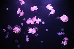 Aquarium de Paris