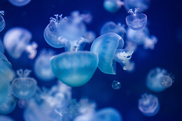 Aquarium de Paris