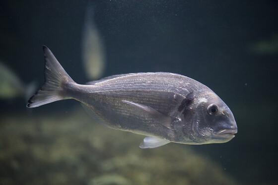 Aquarium de Paris - photo 4