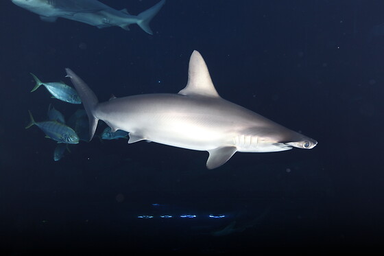 Aquarium de Paris - photo 18