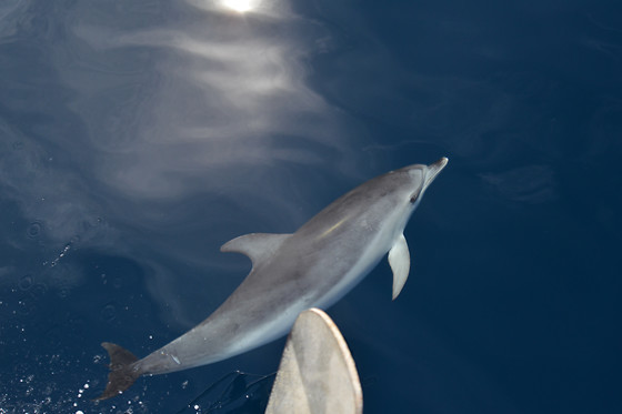 WHITE TENERIFE - photo 3