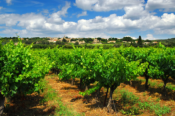 BODEGA ADEGA VALDES - photo 5