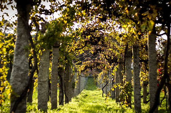 PRIORATO DE RAZAMONDE - photo 0