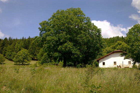 Chez louve bleue - photo 7
