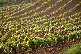 BODEGAS BOCOPA