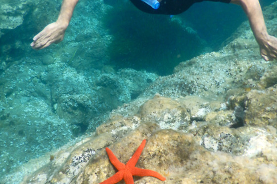 ECOAGATA - photo 5