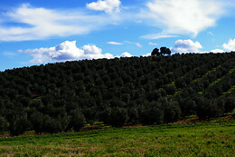 FINCA LA PONTEZUELA