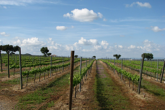BODEGA VALDEALTO - photo 11