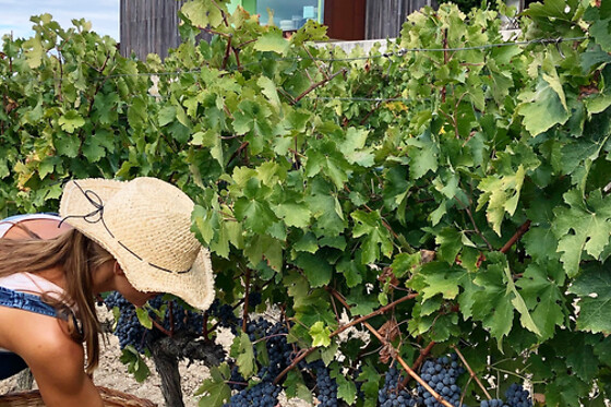 MAS RODO VITIVINICOLA - photo 4