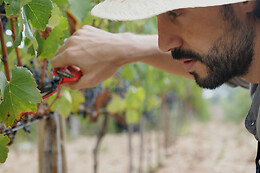 MAS RODO VITIVINICOLA