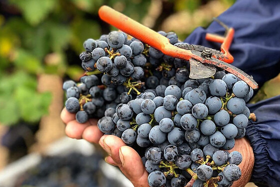 MAS RODO VITIVINICOLA - photo 3