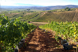 BODEGA DEL ABAD