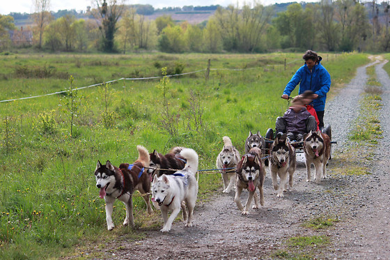 Jelet Mushing - photo 1