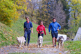 Elevage canin du clos de la vallée blanche