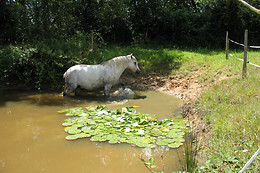 Espace Equestre du Pays de Retz