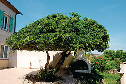 Un Coin de Paradis