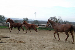 Agriturismo Fasano
