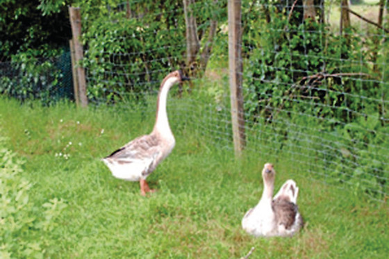La Ferme du Daunat - photo 2
