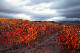 BODEGA SAN ESTEBAN