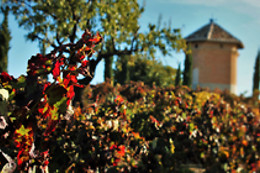 BODEGAS Y VIÑEDOS CASA DEL VALLE