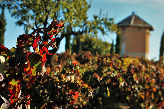 BODEGAS Y VIÑEDOS CASA DEL VALLE - photo 13