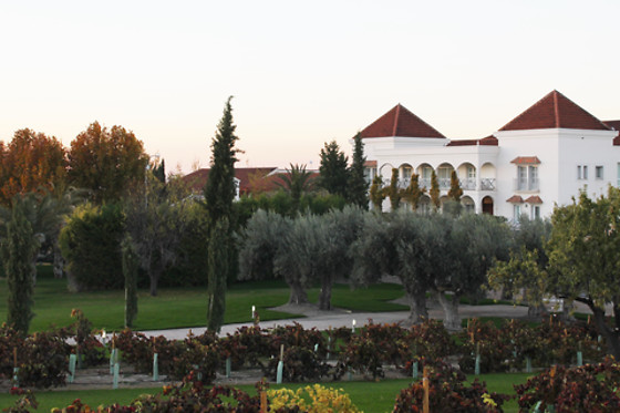 BODEGAS Y VIÑEDOS CASA DEL VALLE - photo 14