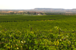 BODEGAS Y VIÑEDOS CASA DEL VALLE