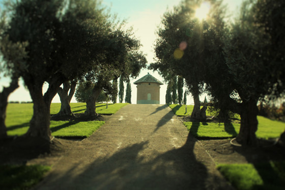 BODEGAS Y VIÑEDOS CASA DEL VALLE - photo 5