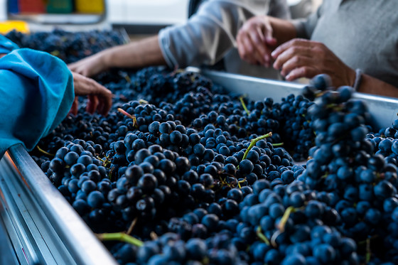 BODEGAS PALACIO DE LERMA - photo 0