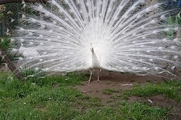AVIFAUNA
