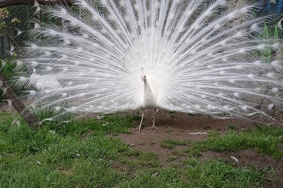 AVIFAUNA - photo 1