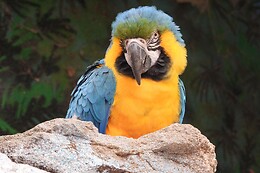 AVIFAUNA