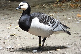 AVIFAUNA