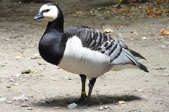 AVIFAUNA - photo 3