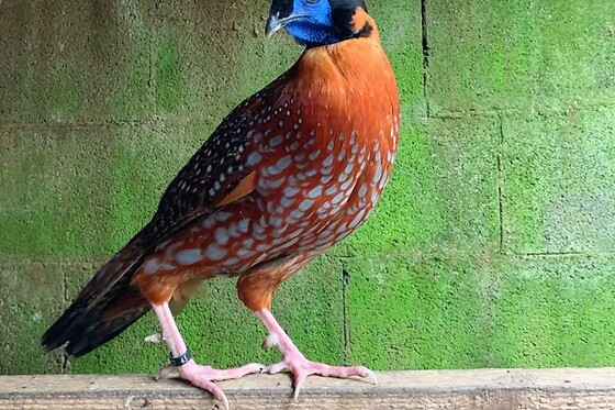 AVIFAUNA - photo 4