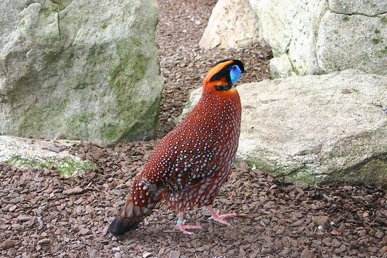 AVIFAUNA - photo 5